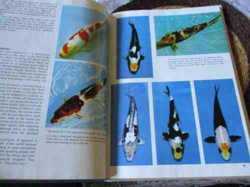 KOI VARIETIES - JAPANESE COLORED CARP - NISHIKIGOI BY DR HERBER R AXELROD