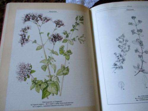 THE PRACTICAL BOOK OF HERBS - GROWING AND USING HERBS IN SOUTHERN AFRICA - YVETTE VAN WIJK