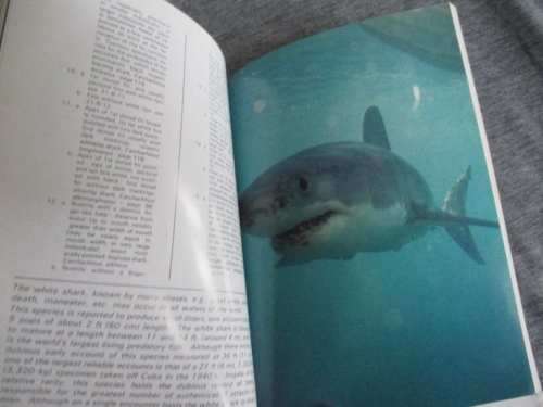 SHARKS OF TROPICAL AND TEMPERATE SEAS - R.H. JOHNSON