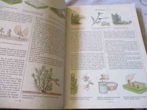 THE HERB BOOK - ARABELLA BOXER & PHILIPPA BACK