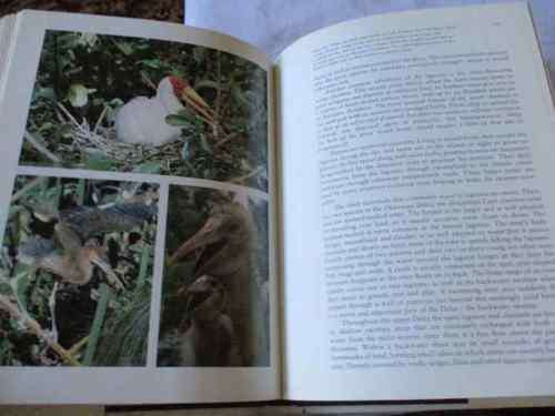 JEWEL OF THE KALAHARI  - OKAVANGO - KAREN ROSS