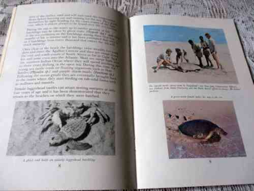 SEA TURTLES: A GUIDE - NATAL PARKS BOARD