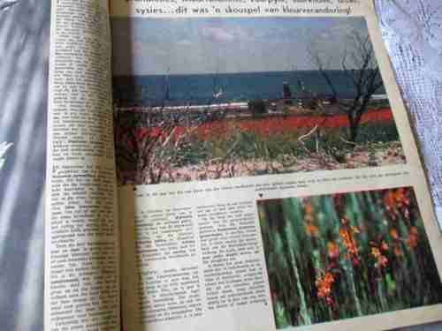 HUISGENOOT TYDSKRIF 19  FEBRUARIE 1971 ( BETTYSBAAI BRAND, TRANSKEI, TANI DE LANGE, BOESMANS )