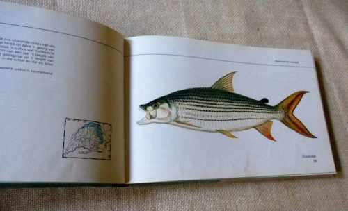 VISSE VAN TRANSVAAL DEUR PIETER  LE ROUX EN LOUIS STEYN