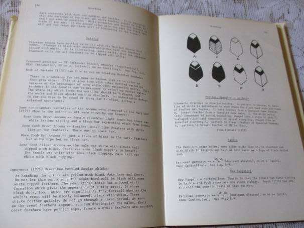 BANTAM BREEDING AND GENETICS - FRED P JEFFREY