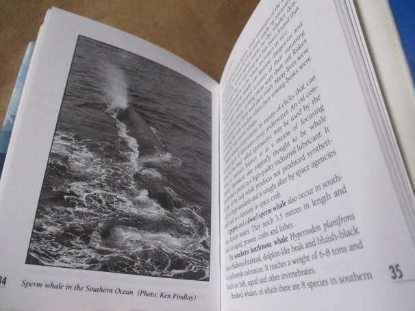 THE ESSENTIAL GUIDE TO WHALES IN SOUTHERN AFRICA - MIKE BRUTON