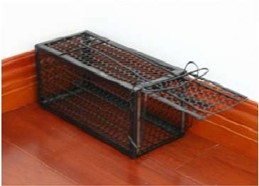 Humane Rat Trap (LARGE)