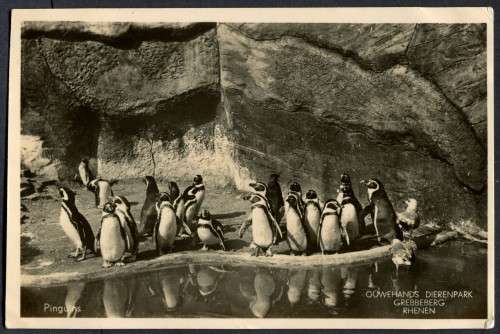 Netherlands - Post Card