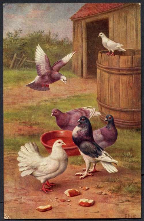 Netherlands - Post Card