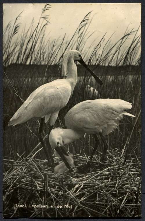 Netherlands - Post Card