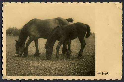 Netherlands - Post Card