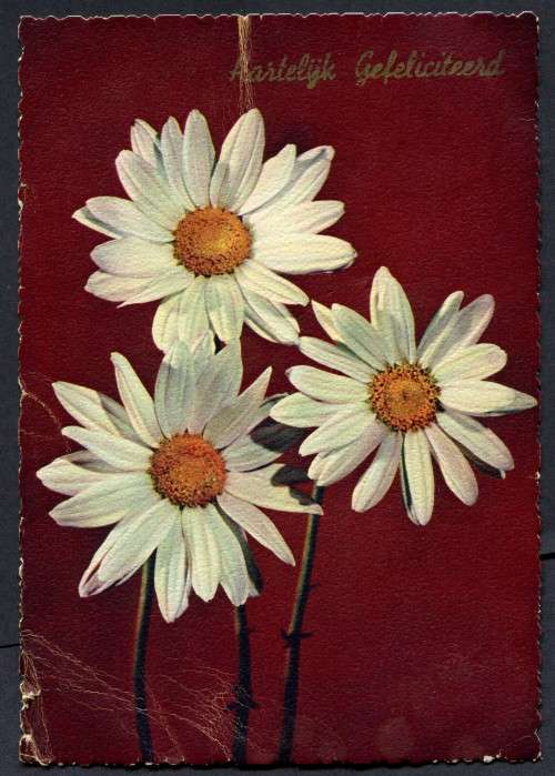 Netherlands - Post Card