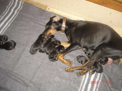 Doberman puppies for sale