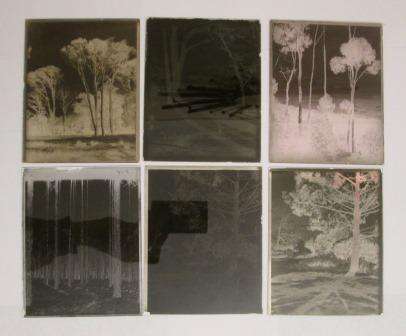 Set of 6 Art Deco photographic glass plate negatives - South African Trees