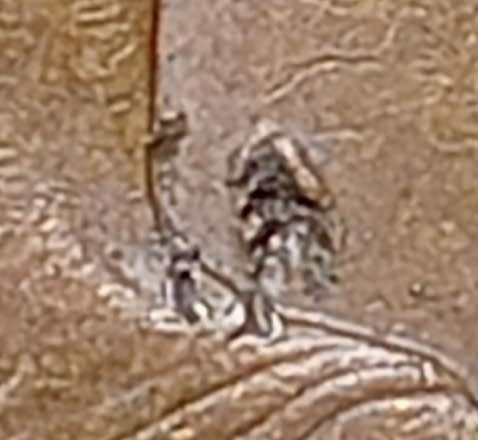 1983 GREAT BRITAIN  1 PENNY / NEW PENCE (with errors extra metal)