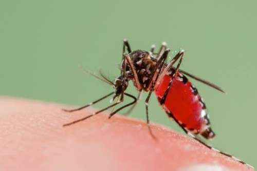 Mosquitoes Killing Device Mushroom Shape Usb Mosquito Killer Lamp Electric Mosquito Repellent .