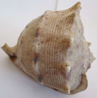 Lovely Size & Shape Genuine Sea Shell