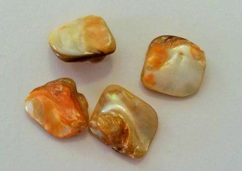 55 x 16mm tan mother of pearl shell beads