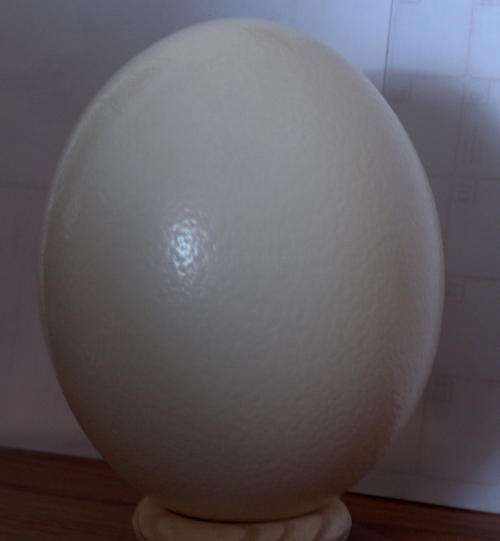 OSTRICH EGGS