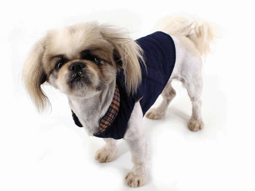 Doggy jacket