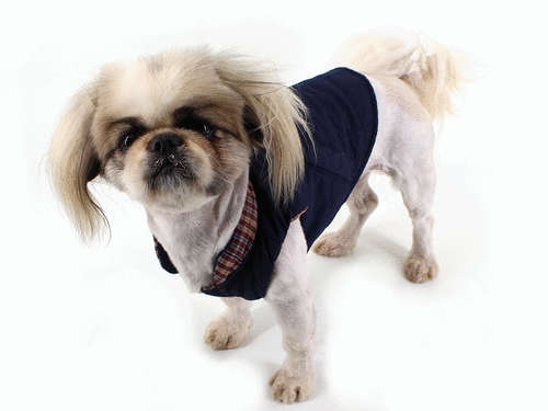 Doggy jacket