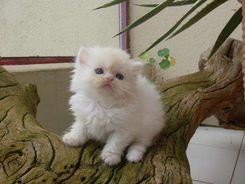Persian kittens for sale (valentines Kittens)