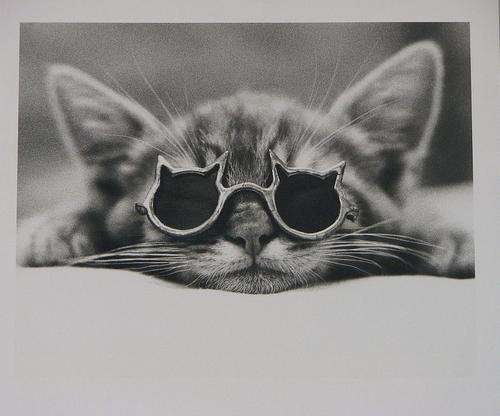 KOOL KAT, by David McEnery - Black & White Print 300 x 300mm