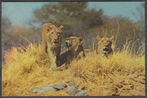 RHODESIA & NYASALAND GROUP OF LIONS COLOUR POSTCARD - UNUSED