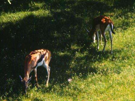 NATURE AND ITS BEAUTY( 90CM X 100CM