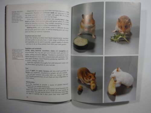 Starting With Hamsters ( SOFTCOVER)Georg Gassner