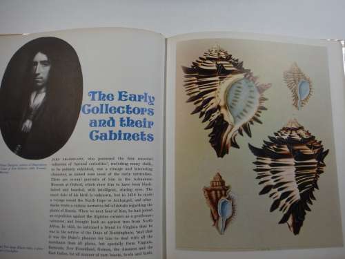 Shells -Roderick Cameron (HARDCOVER)