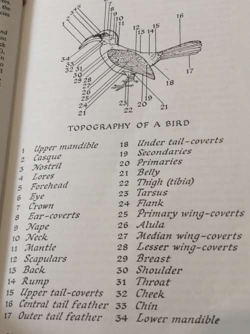 Birds of Southern Africa