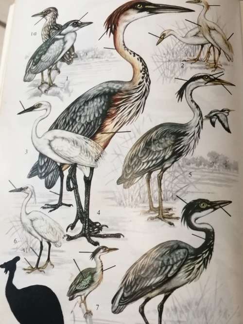 Birds of Southern Africa