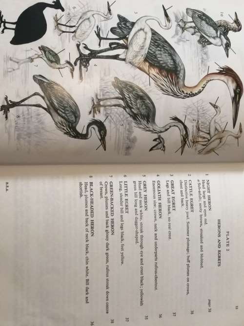 Birds of Southern Africa