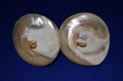 Pearled Polished Trochus Cone Shells x 2