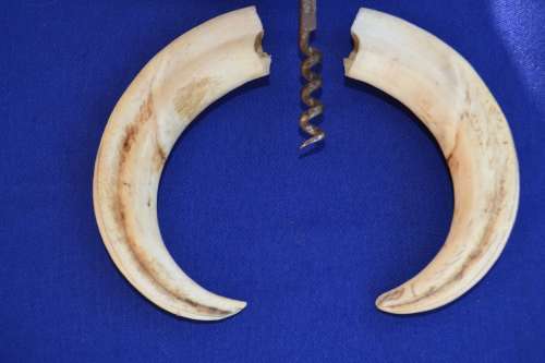 Vintage French Vine Corkscrew and Tusks