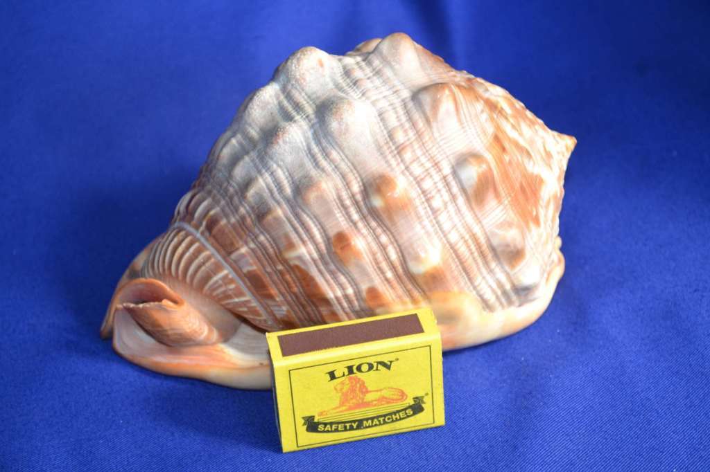 Red Bullmouth Helmet Shell (Cassis Rufia)