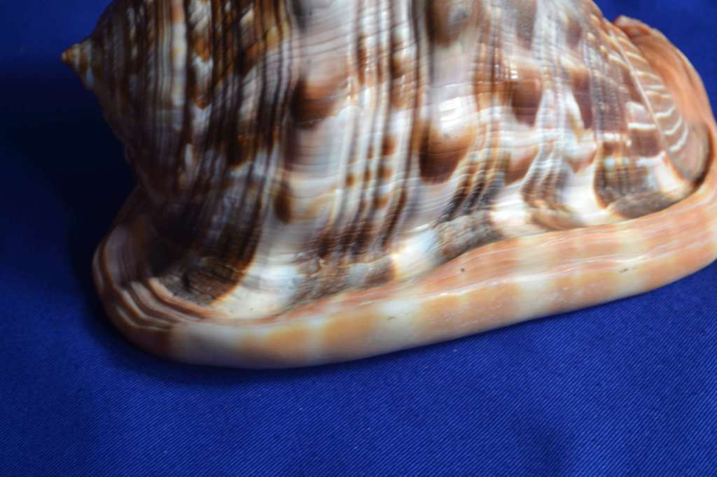 Red Bullmouth Helmet Shell (Cassis Rufia)