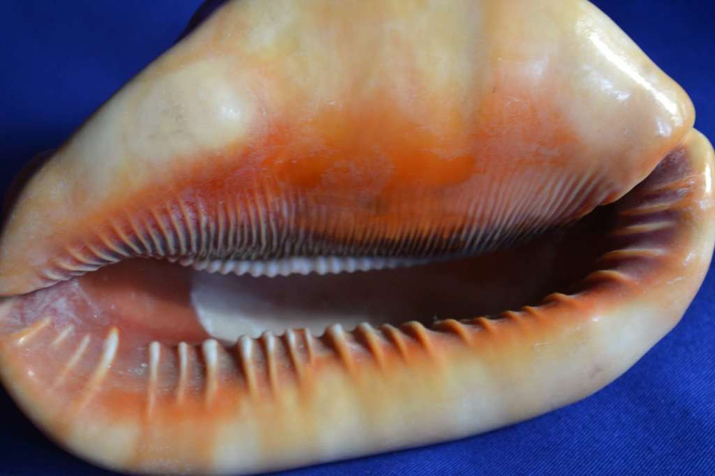 Red Bullmouth Helmet Shell (Cassis Rufia)