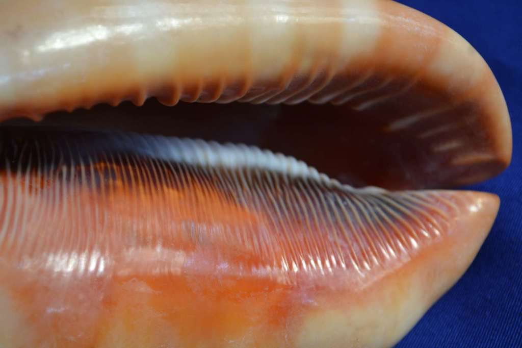 Red Bullmouth Helmet Shell (Cassis Rufia)