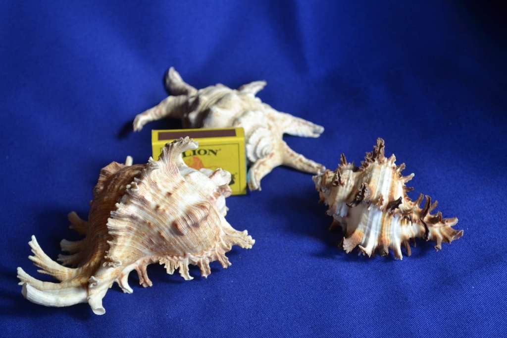 Murex Shells - Endive, Ramosus