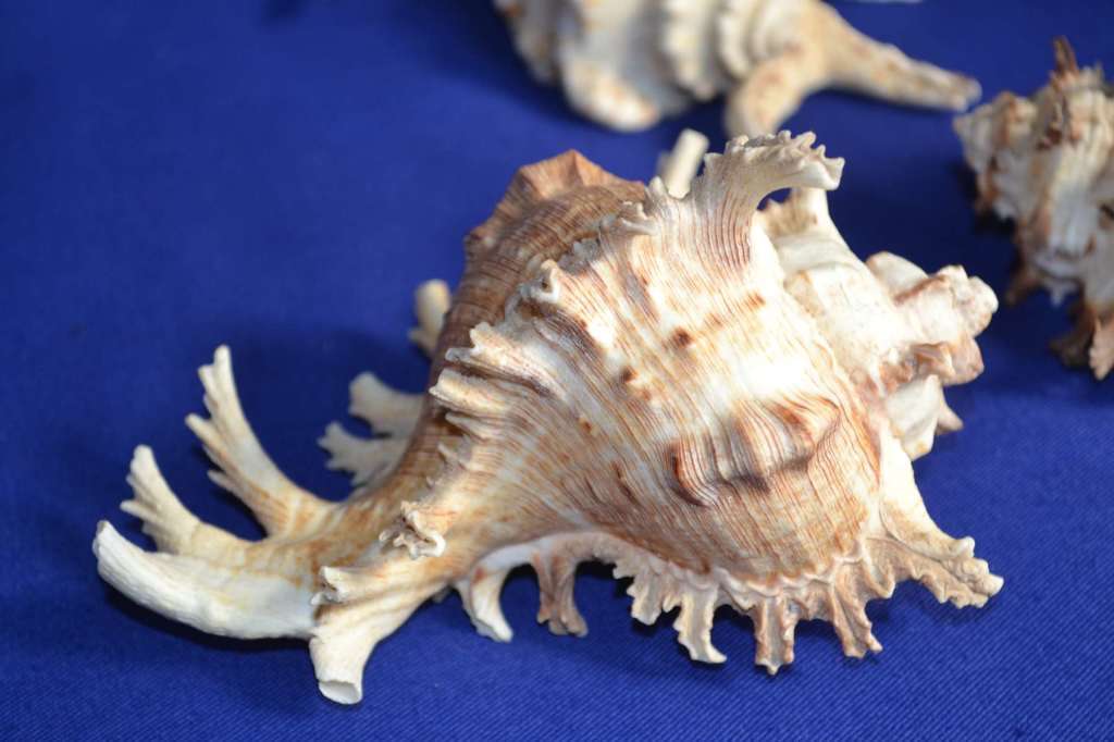 Murex Shells - Endive, Ramosus