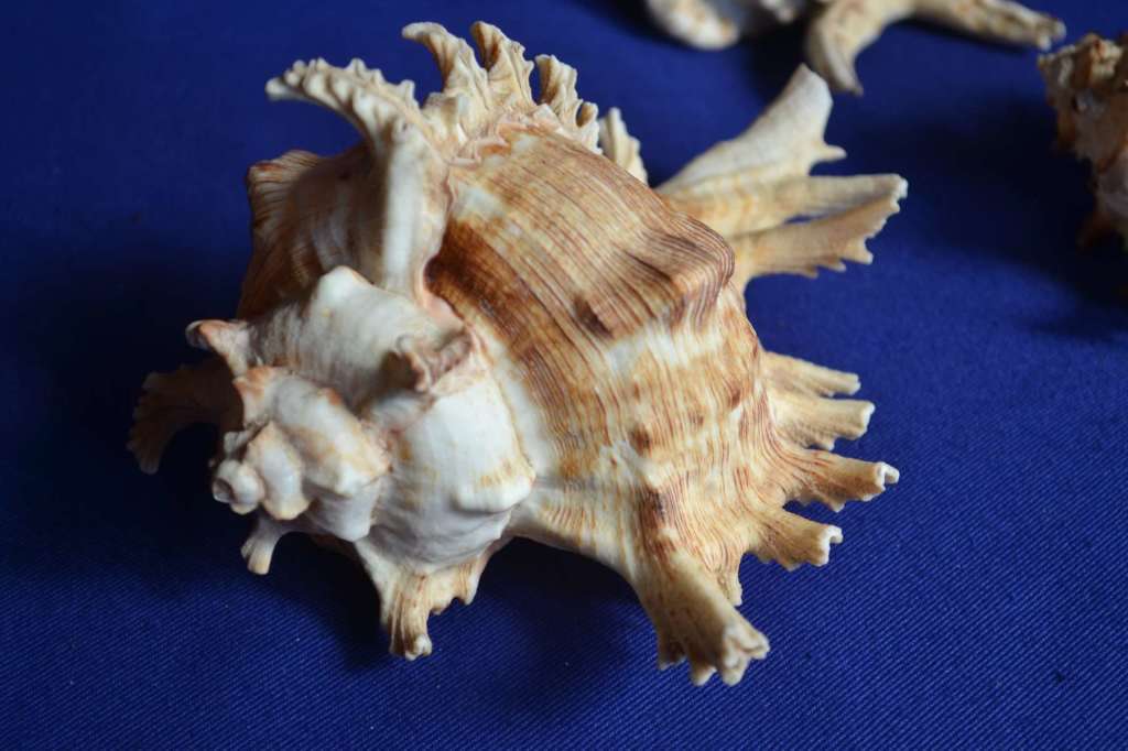 Murex Shells - Endive, Ramosus