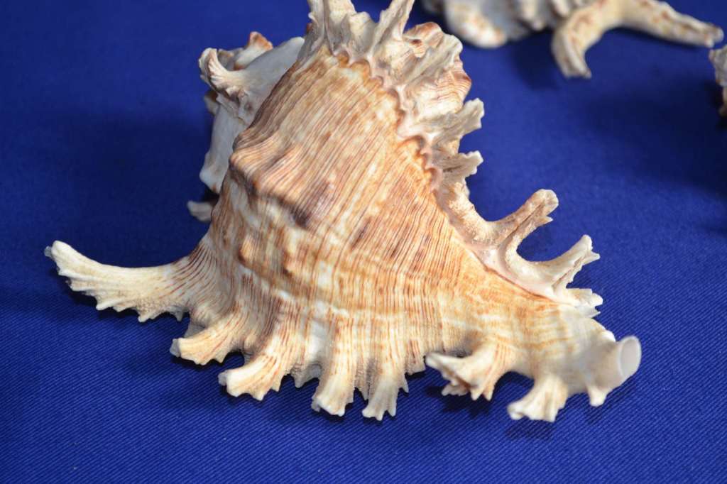 Murex Shells - Endive, Ramosus