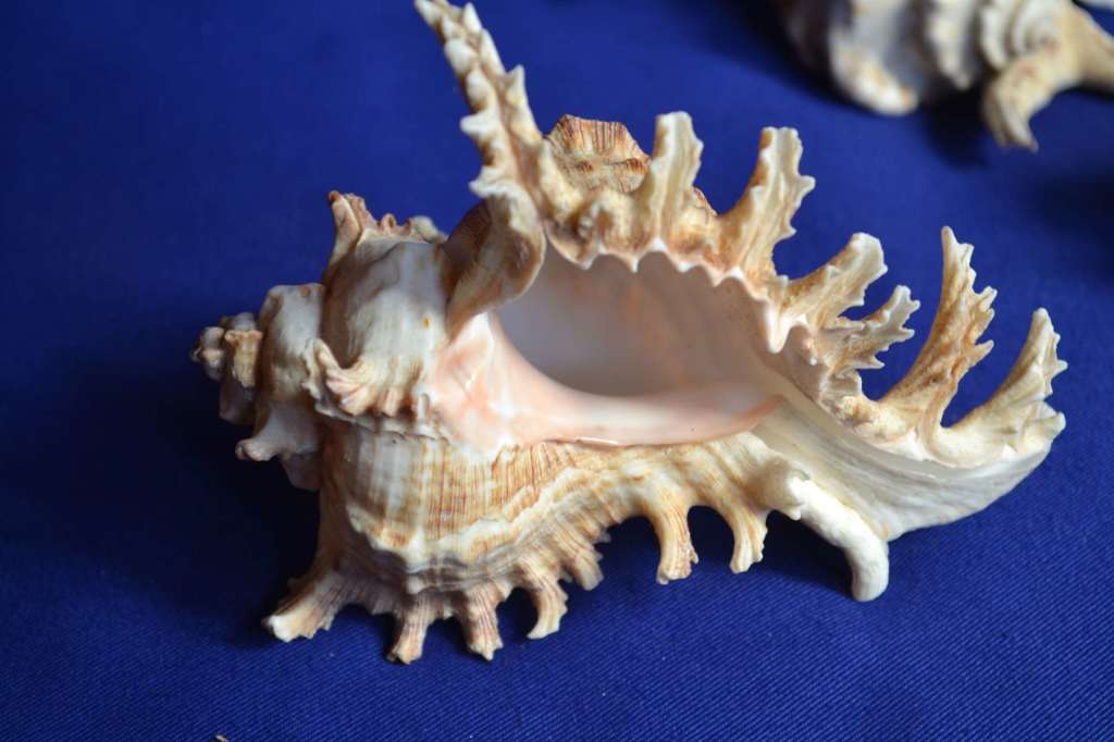 Murex Shells - Endive, Ramosus