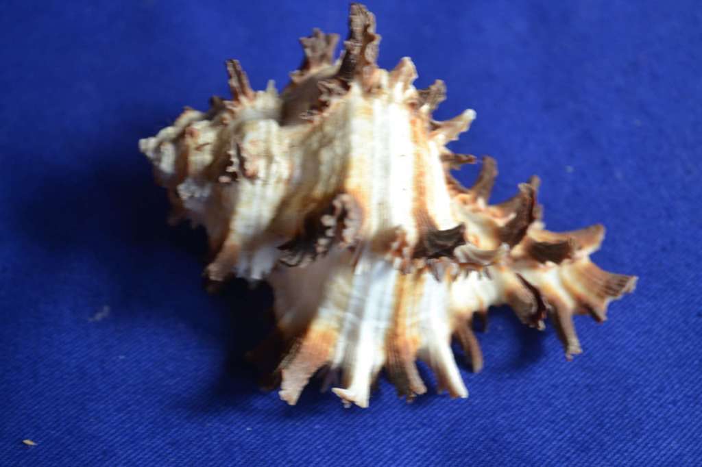 Murex Shells - Endive, Ramosus