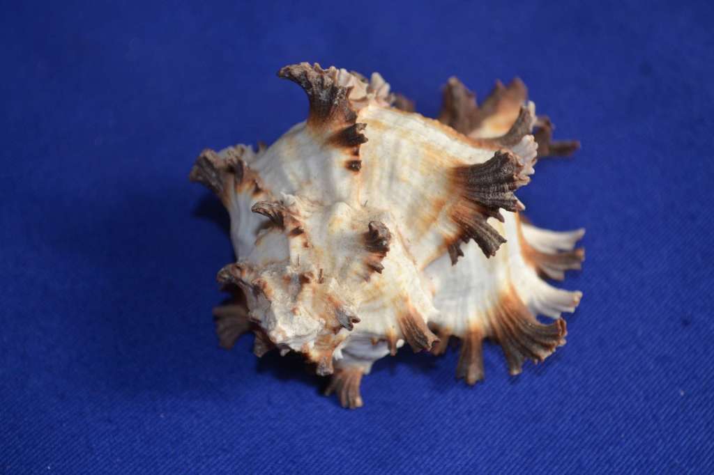 Murex Shells - Endive, Ramosus