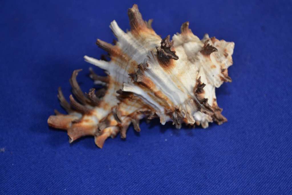 Murex Shells - Endive, Ramosus