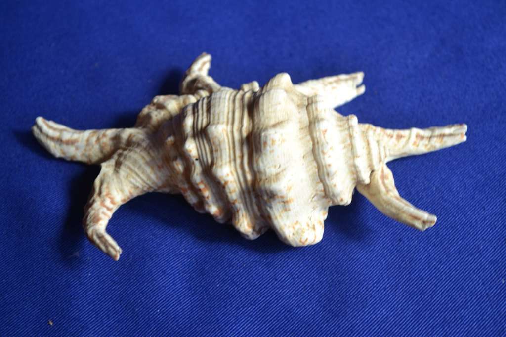 Murex Shells - Endive, Ramosus