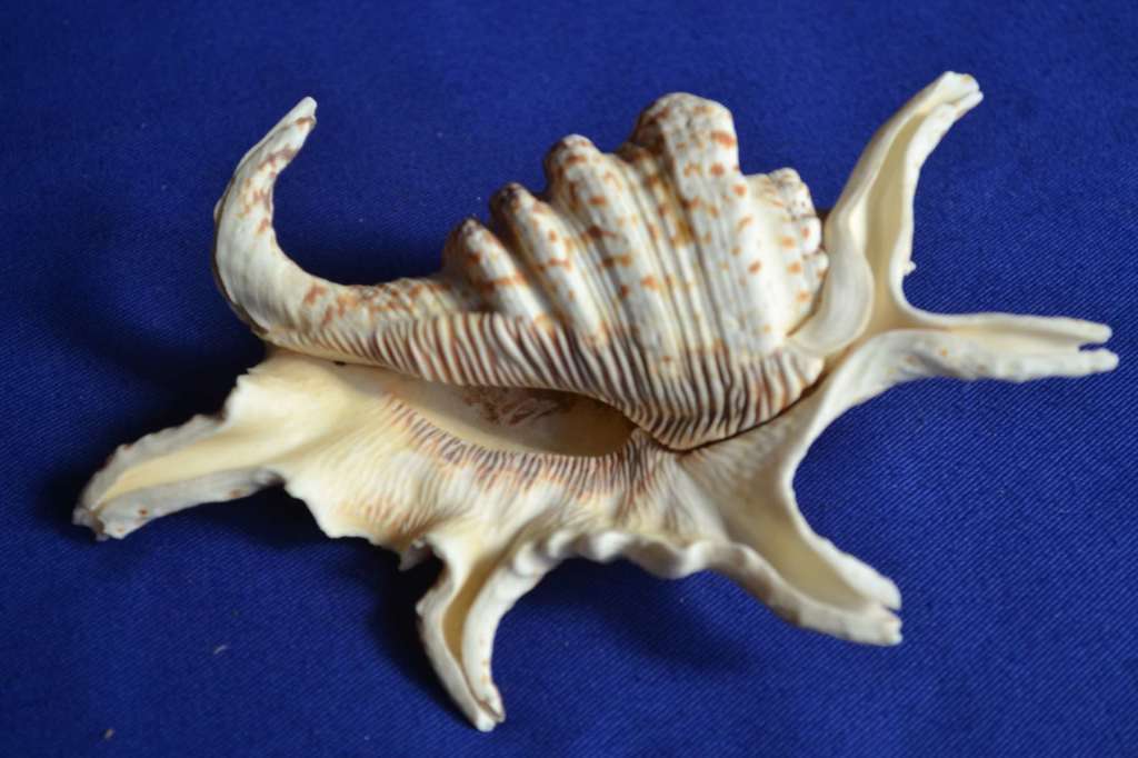 Murex Shells - Endive, Ramosus